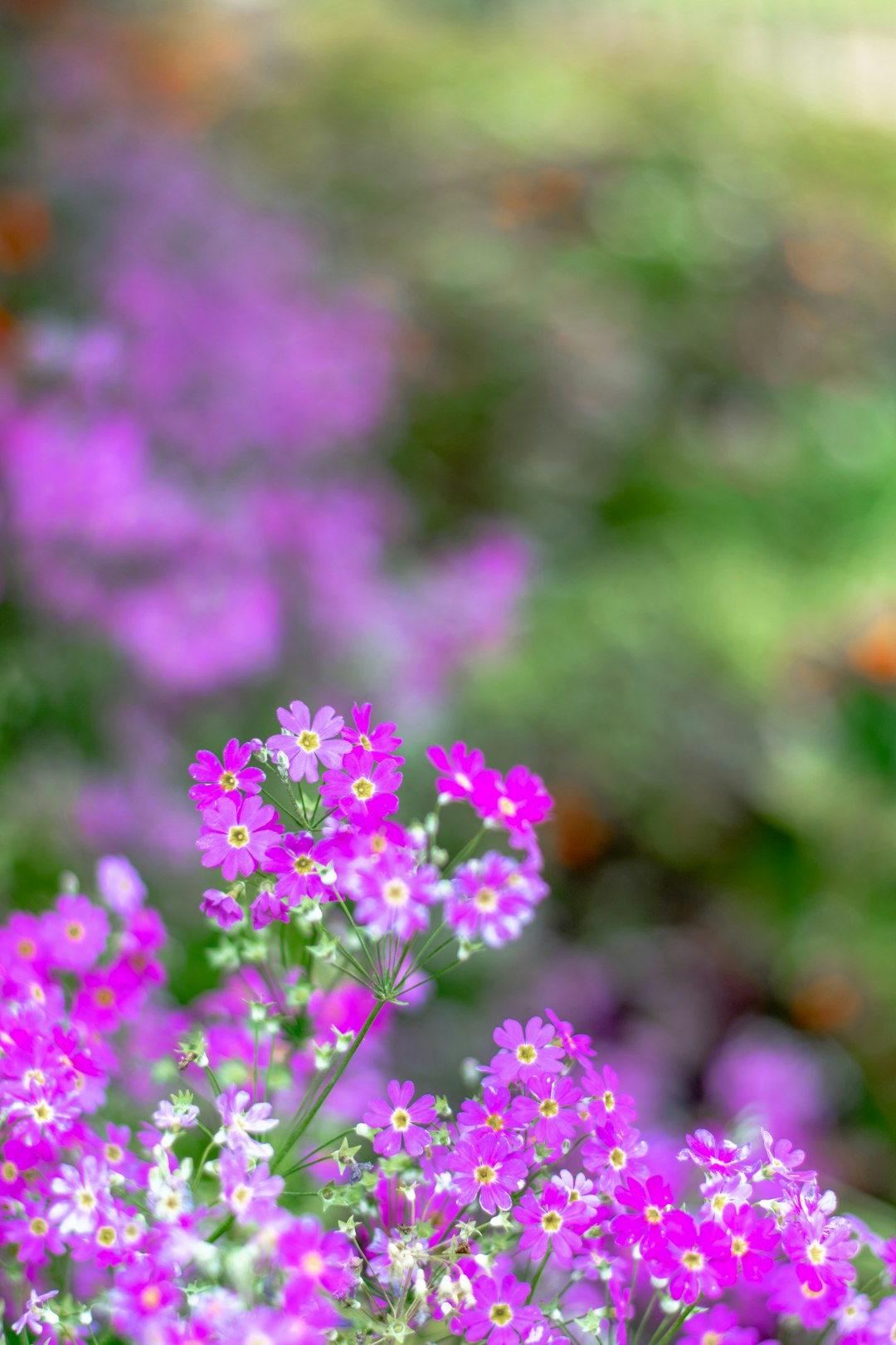 purple flower in tilt shift lens