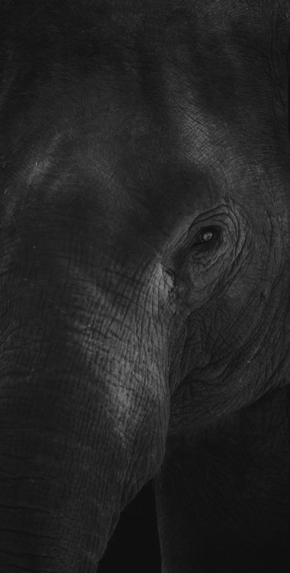 éléphant noir en gros plan photographie