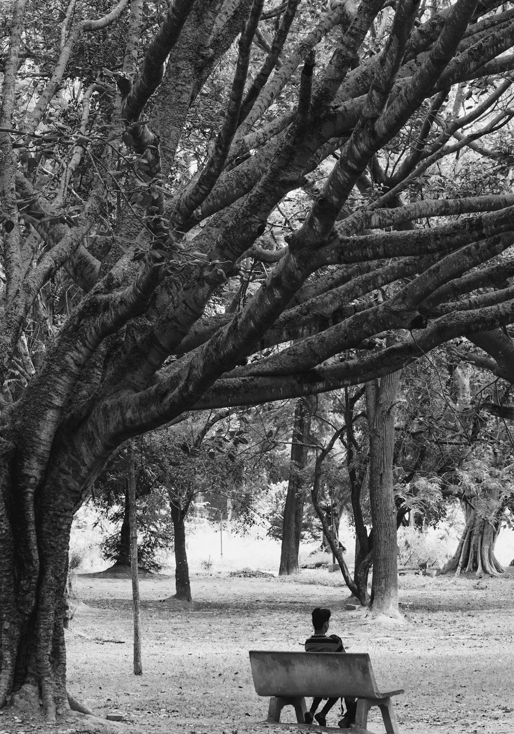 grayscale photo of trees on snow covered ground