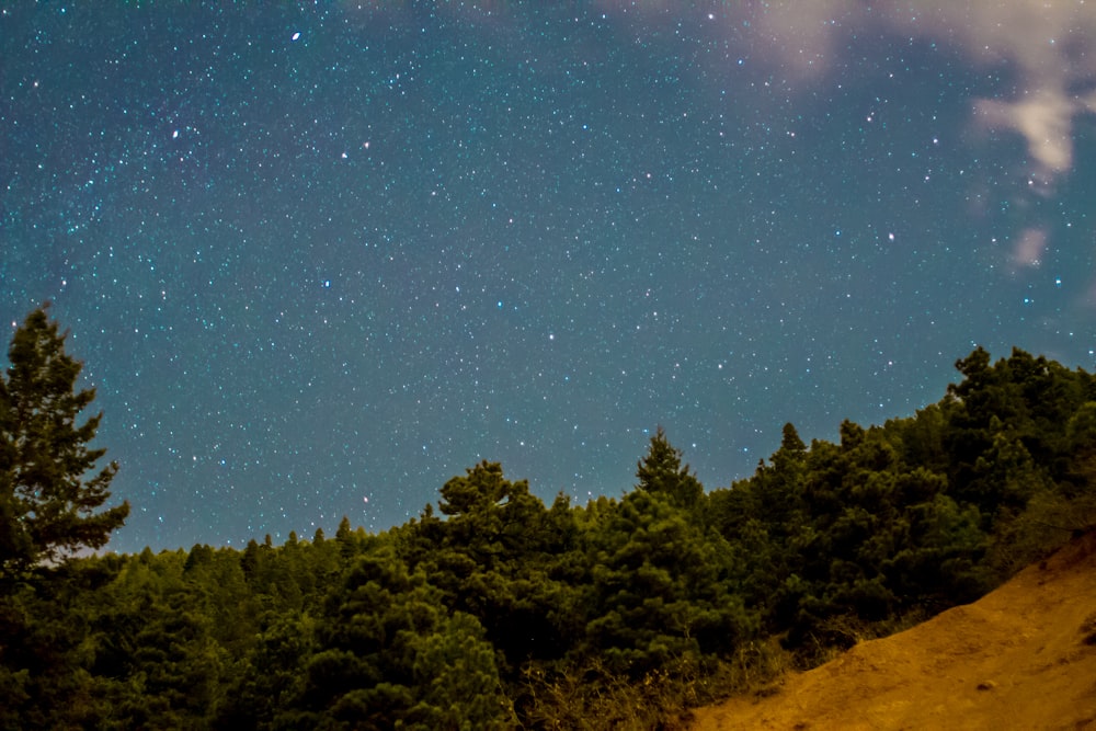 green trees under blue sky during night time