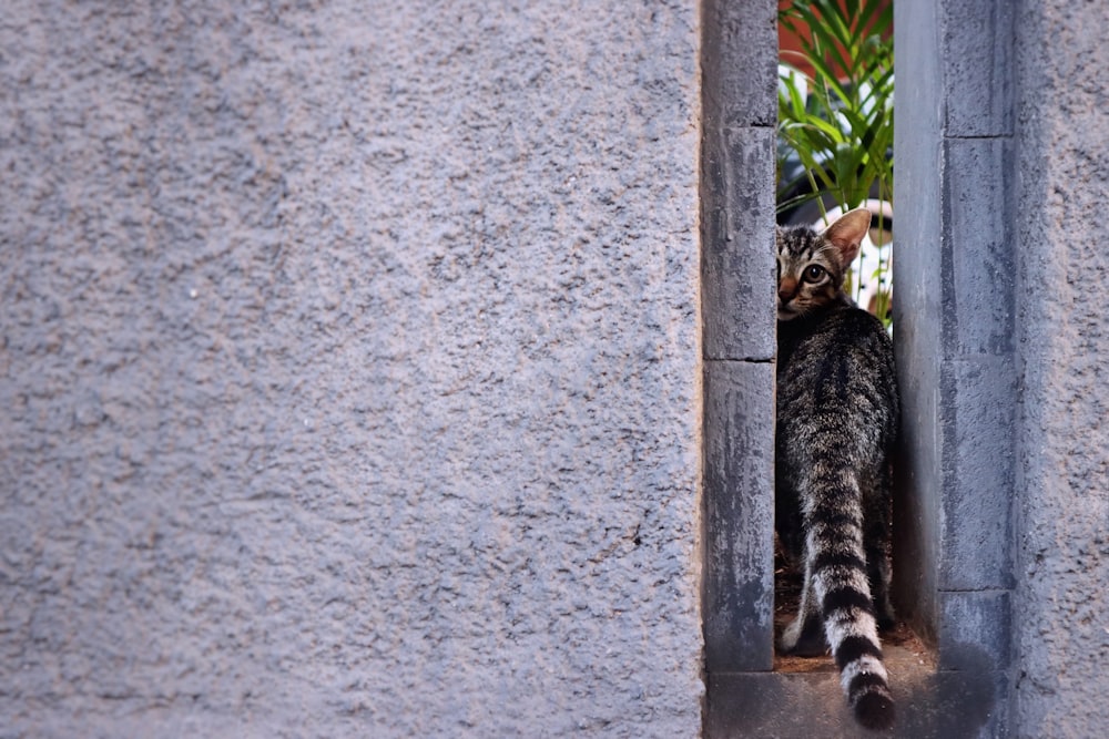 brown tabby cat lying on gray concrete wall