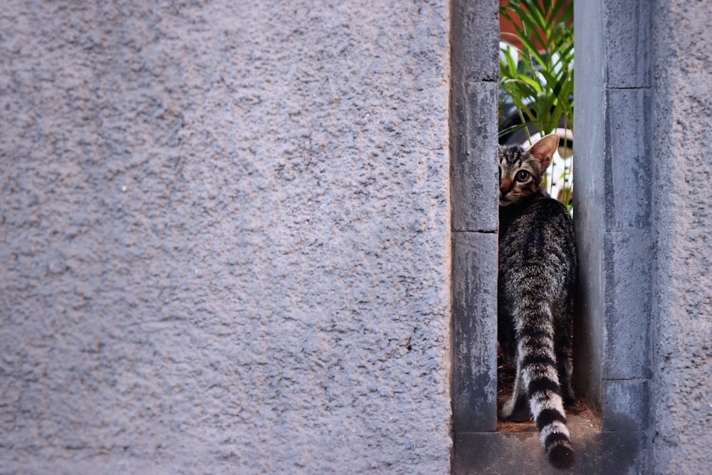 Braune Tabby-Katze liegt auf grauer Betonwand