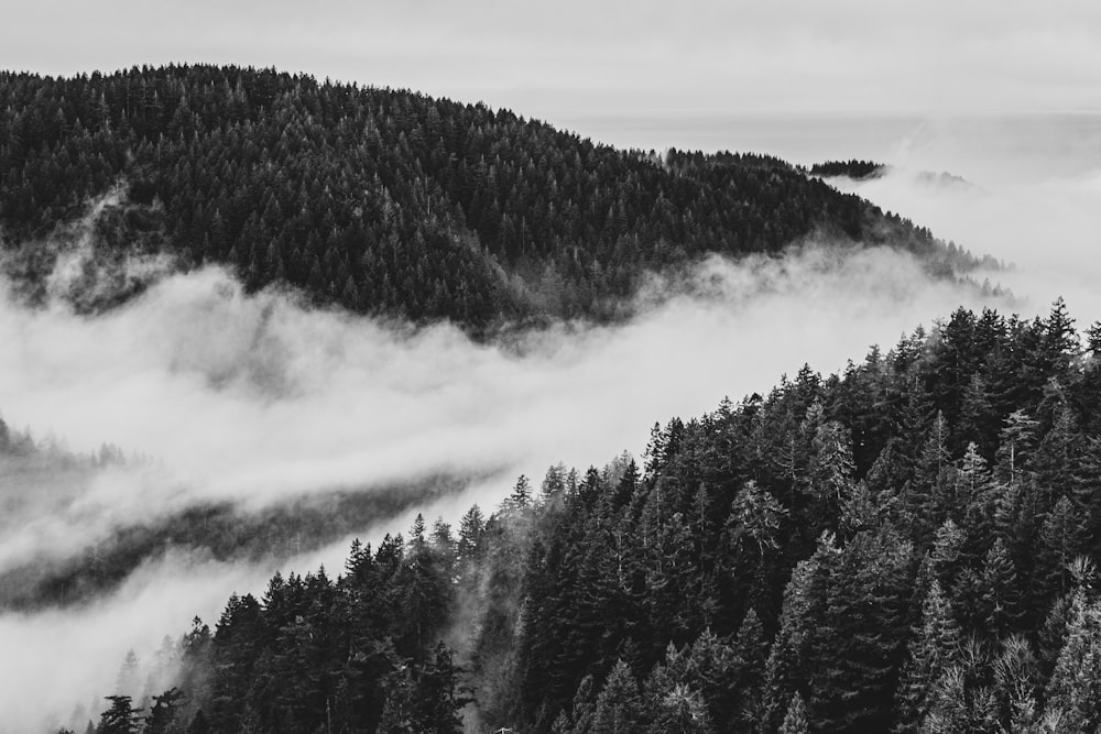 grayscale photo of trees under cloudy sky