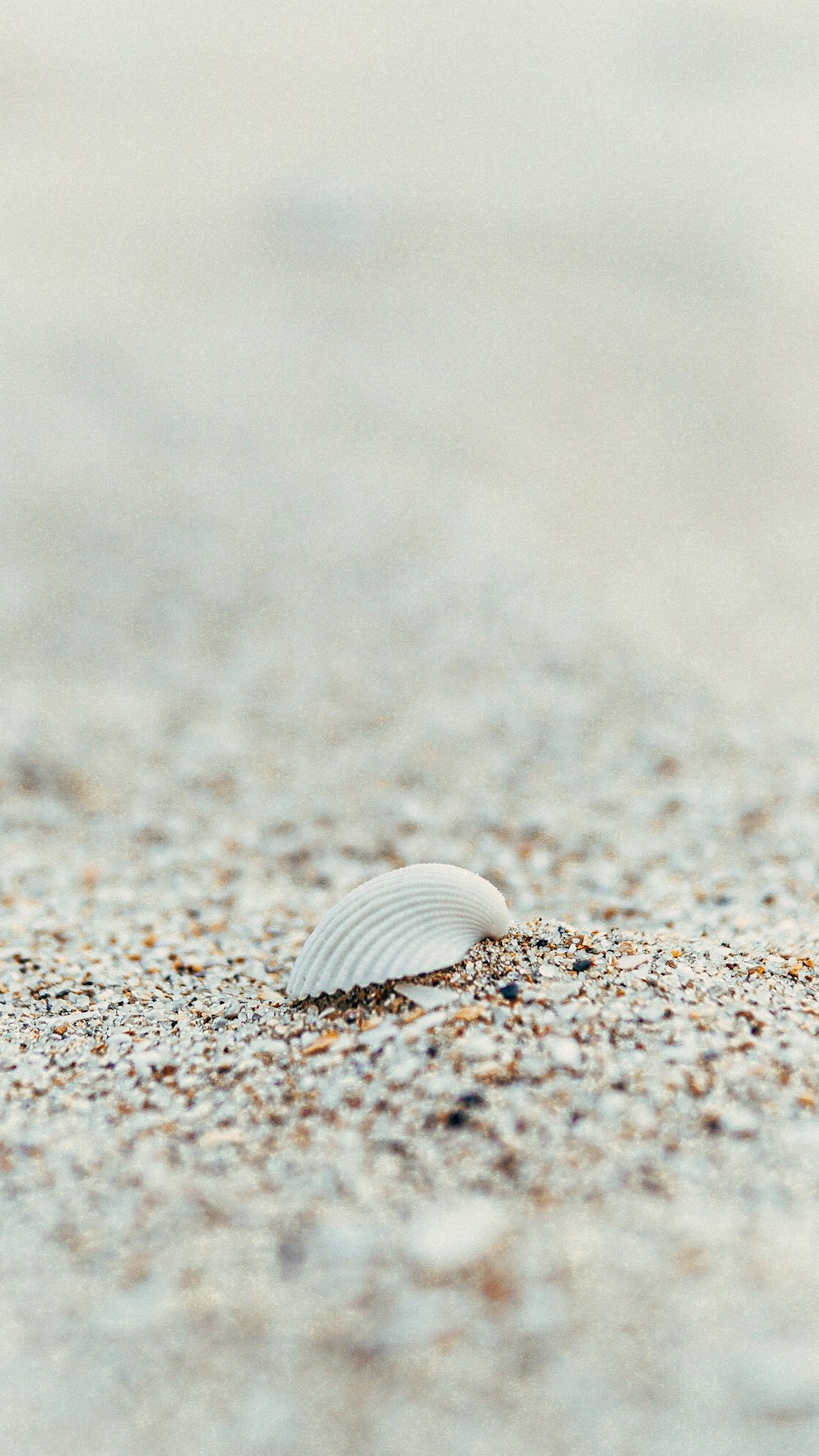 white seashell on brown sand