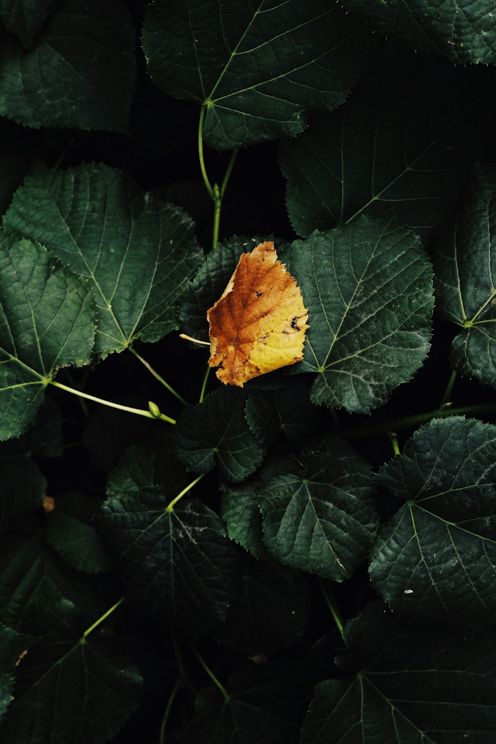 brown and green leaves plant