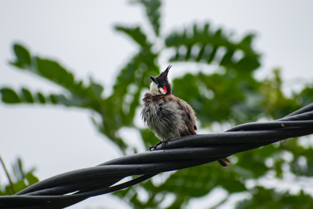 white and black bird on black branch during daytime