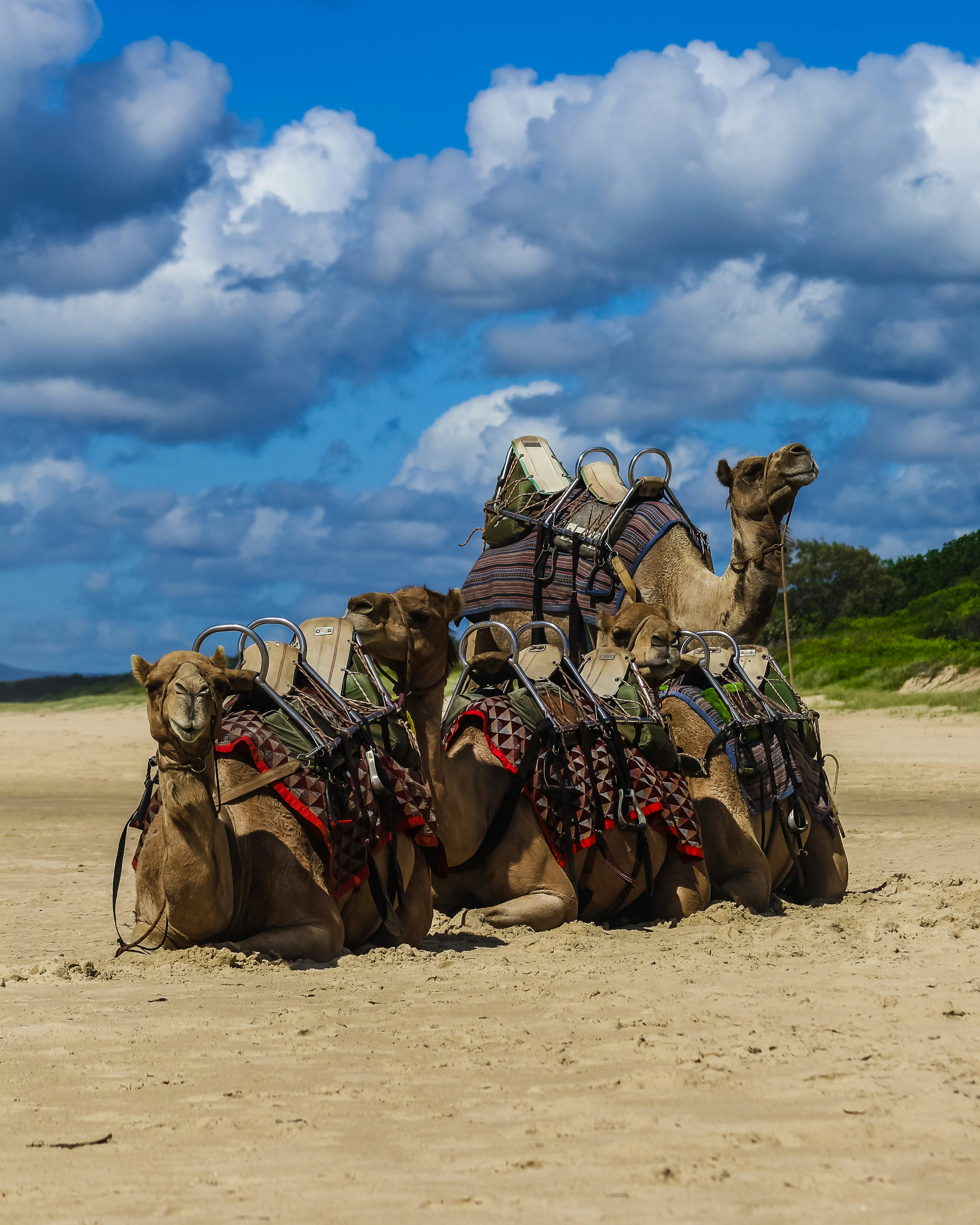 camels on desert during daytime