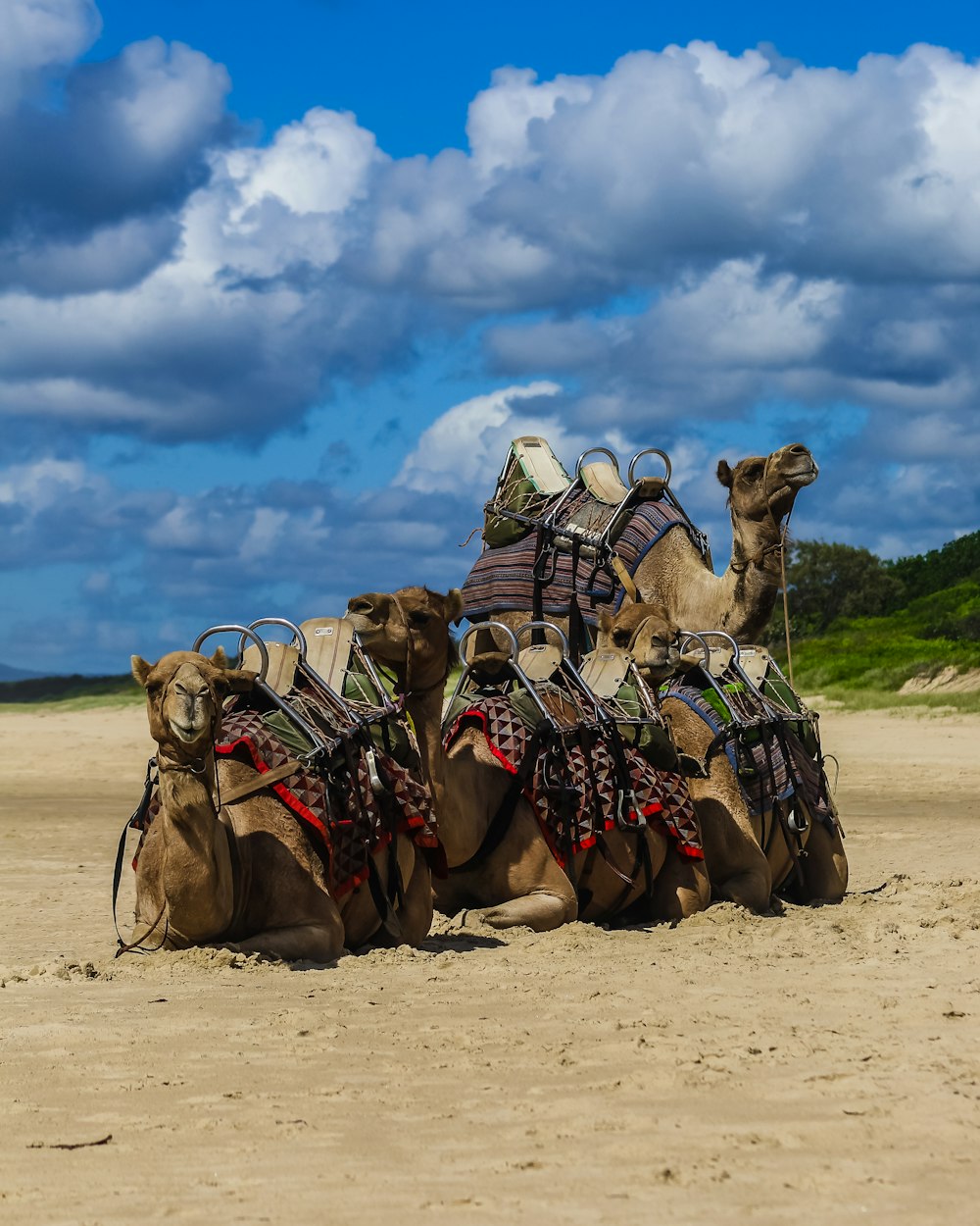 camels on desert during daytime
