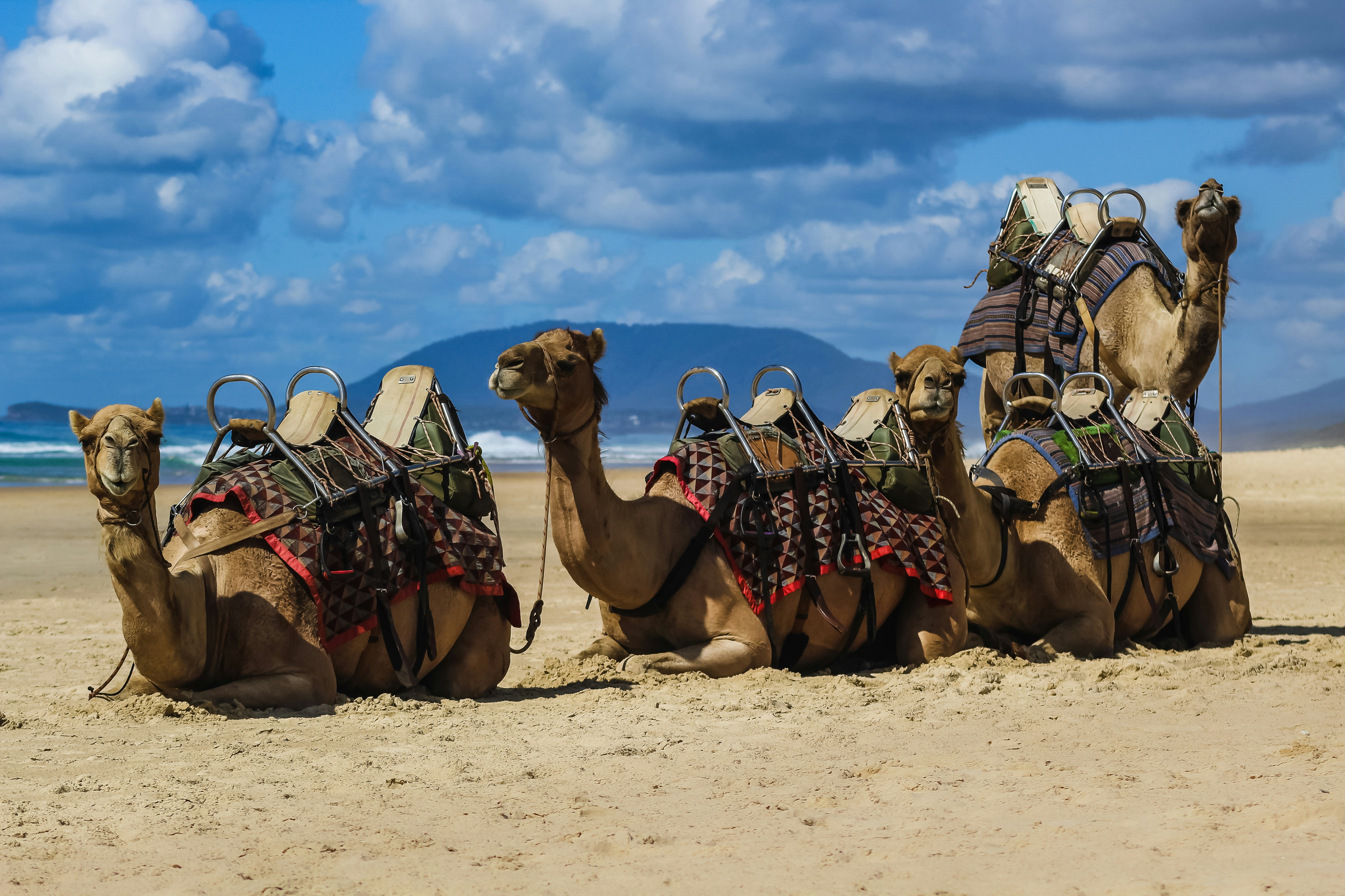 Community Health Education Through Camel Caravans (image credits: unsplash)