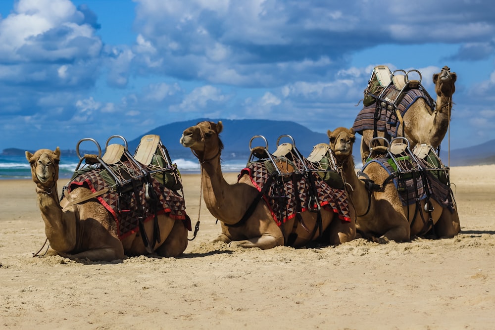 camels on brown sand under blue sky during daytime