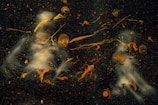 Abstract swirls and splatters of gold and orange paint overlay a dark background, creating a cosmic or nebula-like appearance. There are two faint, ghostly figures that add a mysterious and ethereal quality to the composition.
