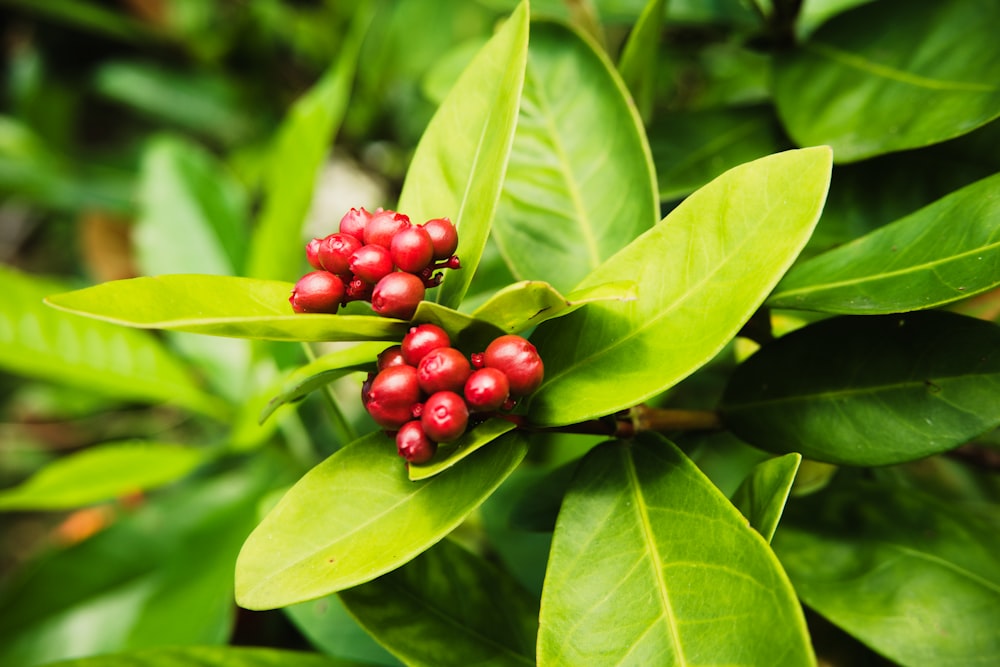 frutos redondos vermelhos em folhas verdes