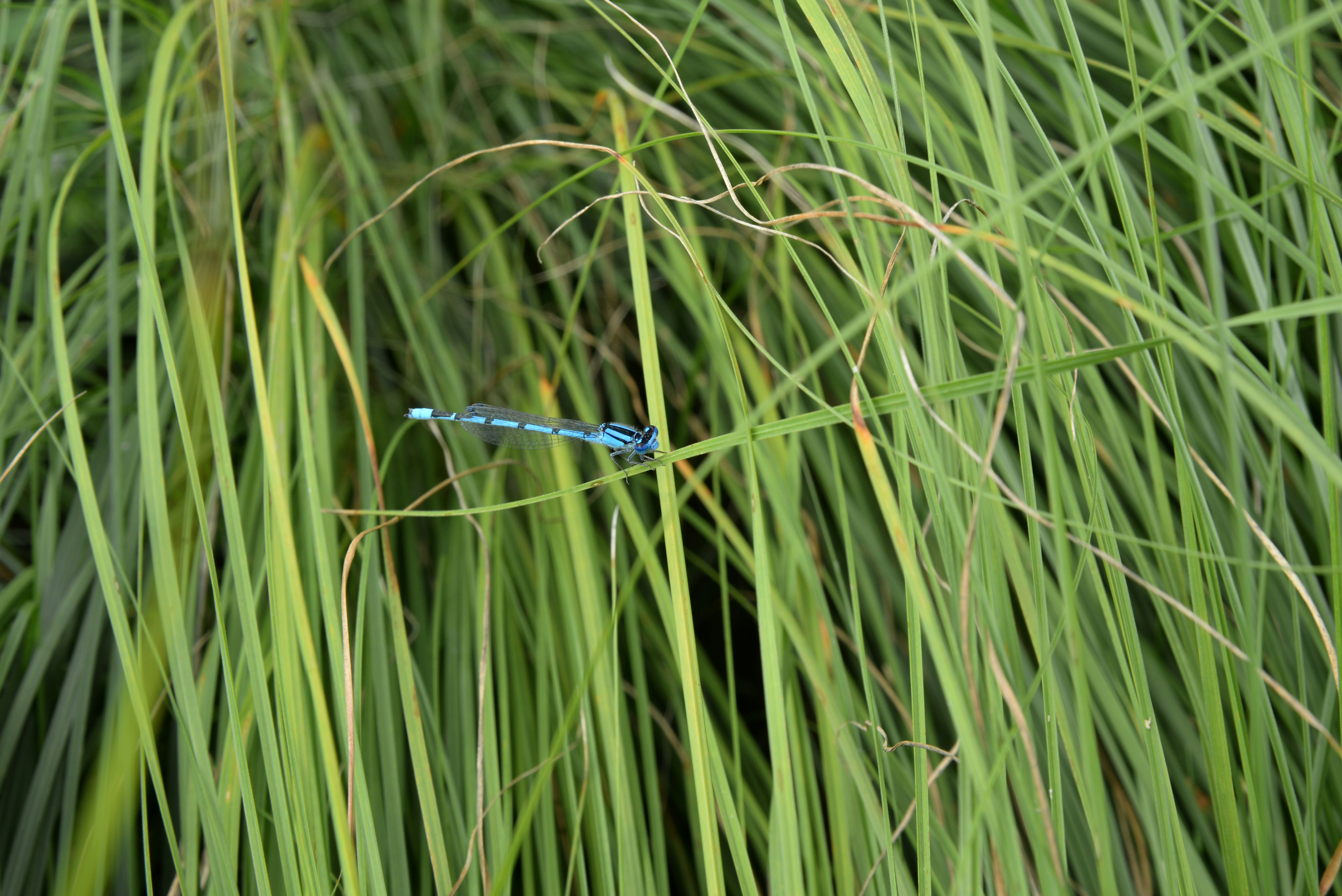 blue dragonfly on green grass during daytime