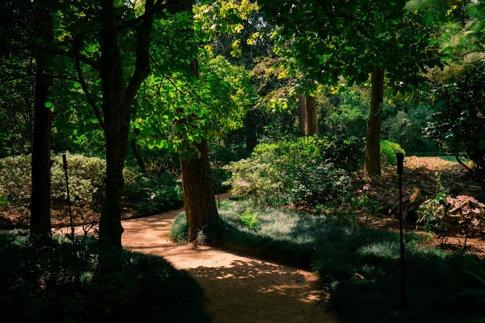 green trees on brown soil