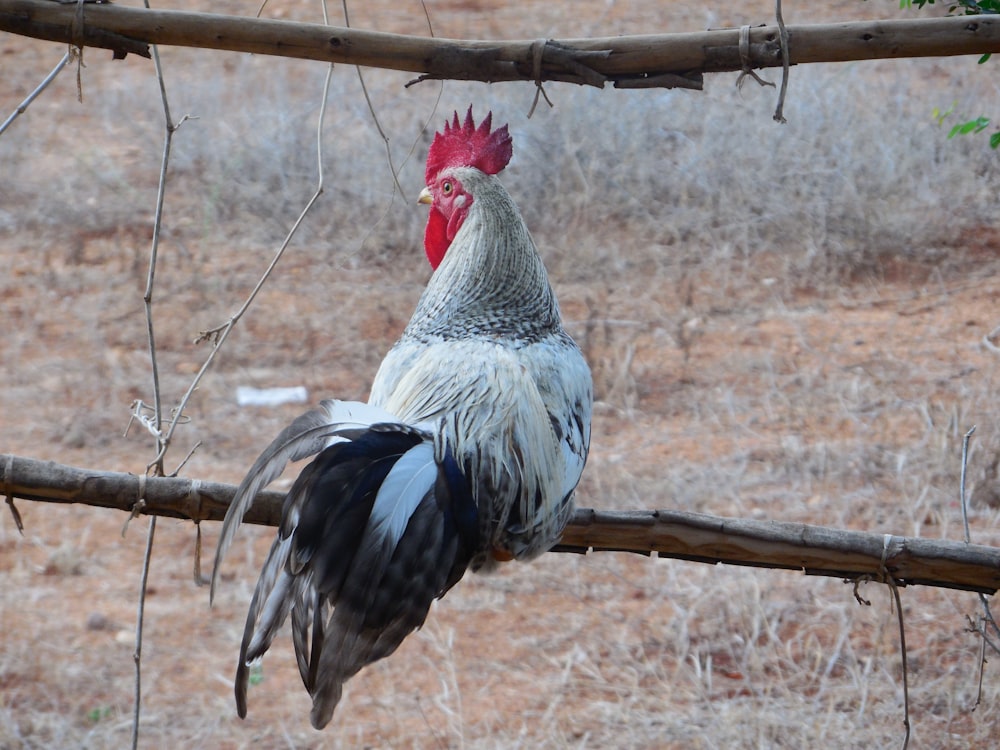 white and black rooster on brown tree branch during daytime