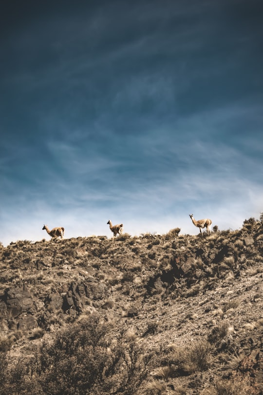herd of goats on rocky hill under blue sky and white clouds during daytime in Mendoza Argentina