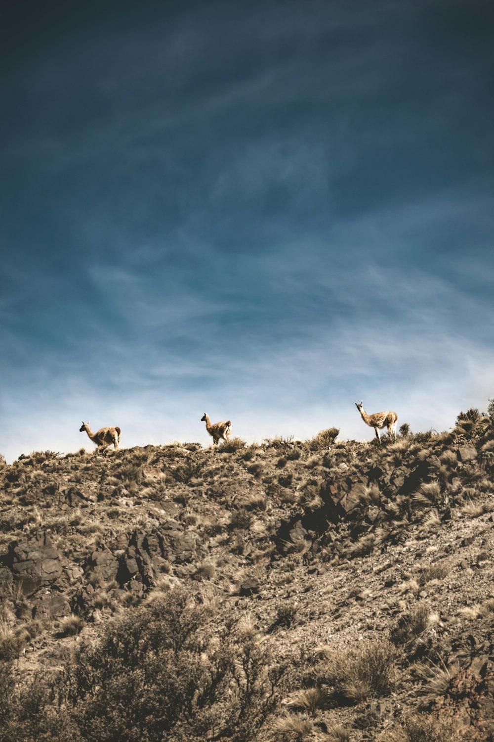 herd of goats on rocky hill under blue sky and white clouds during daytime