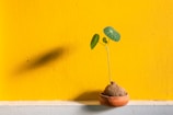 green leaf plant on brown pot
