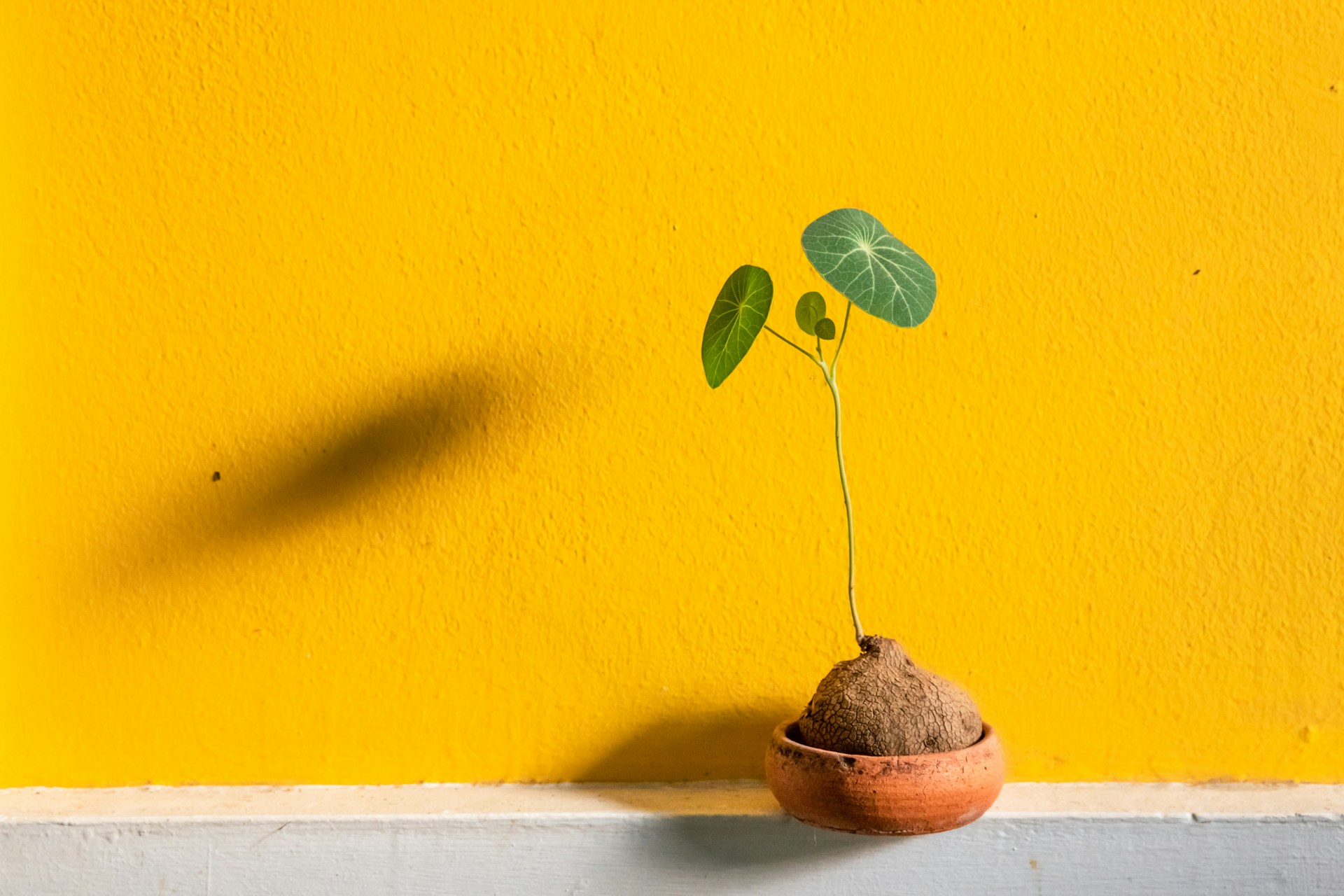 green leaf plant on brown pot