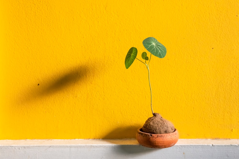 green leaf plant on brown pot