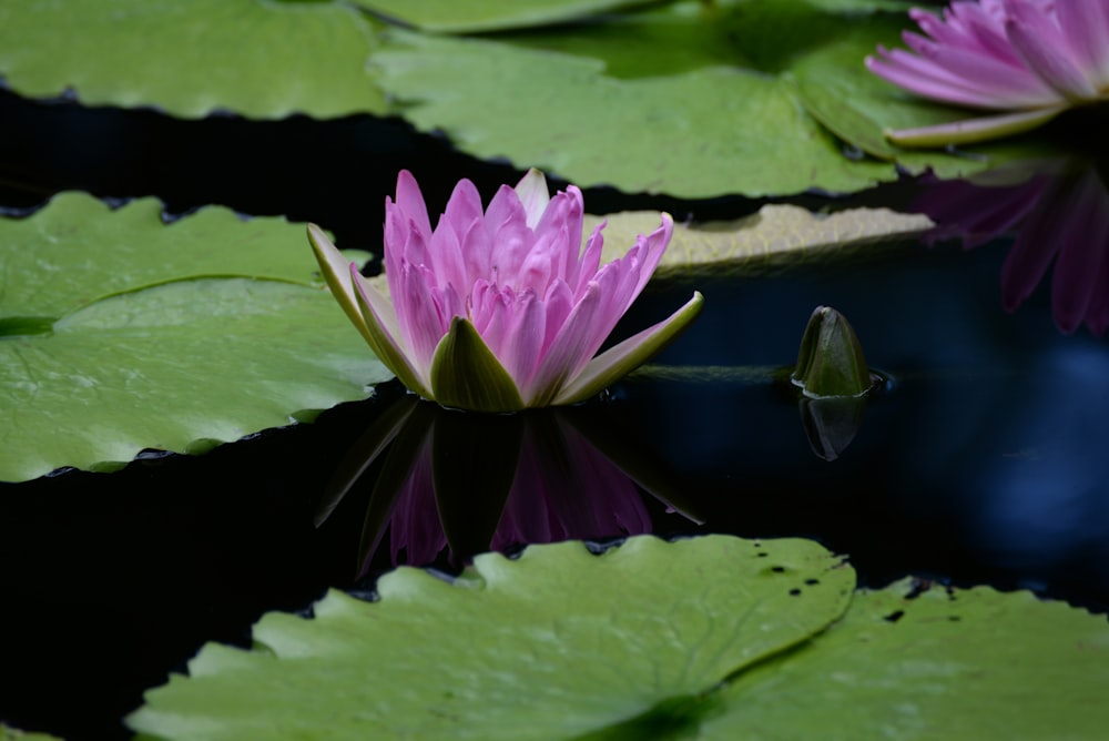 purple lotus flower on water