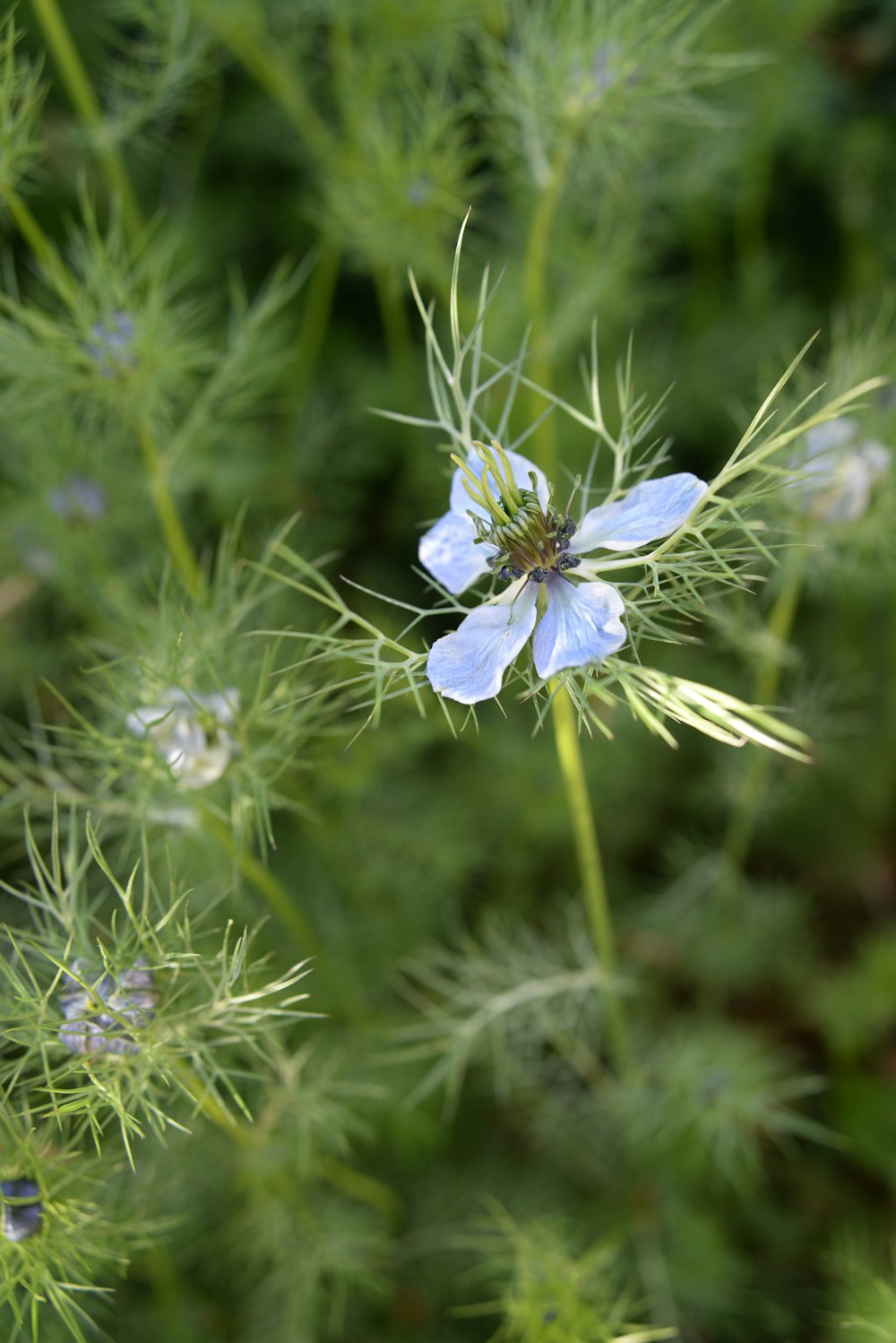 white flower in tilt shift lens