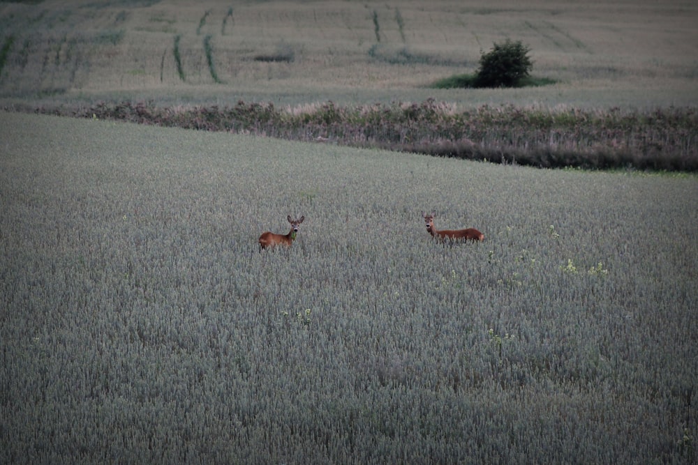 brown deer on green grass field during daytime