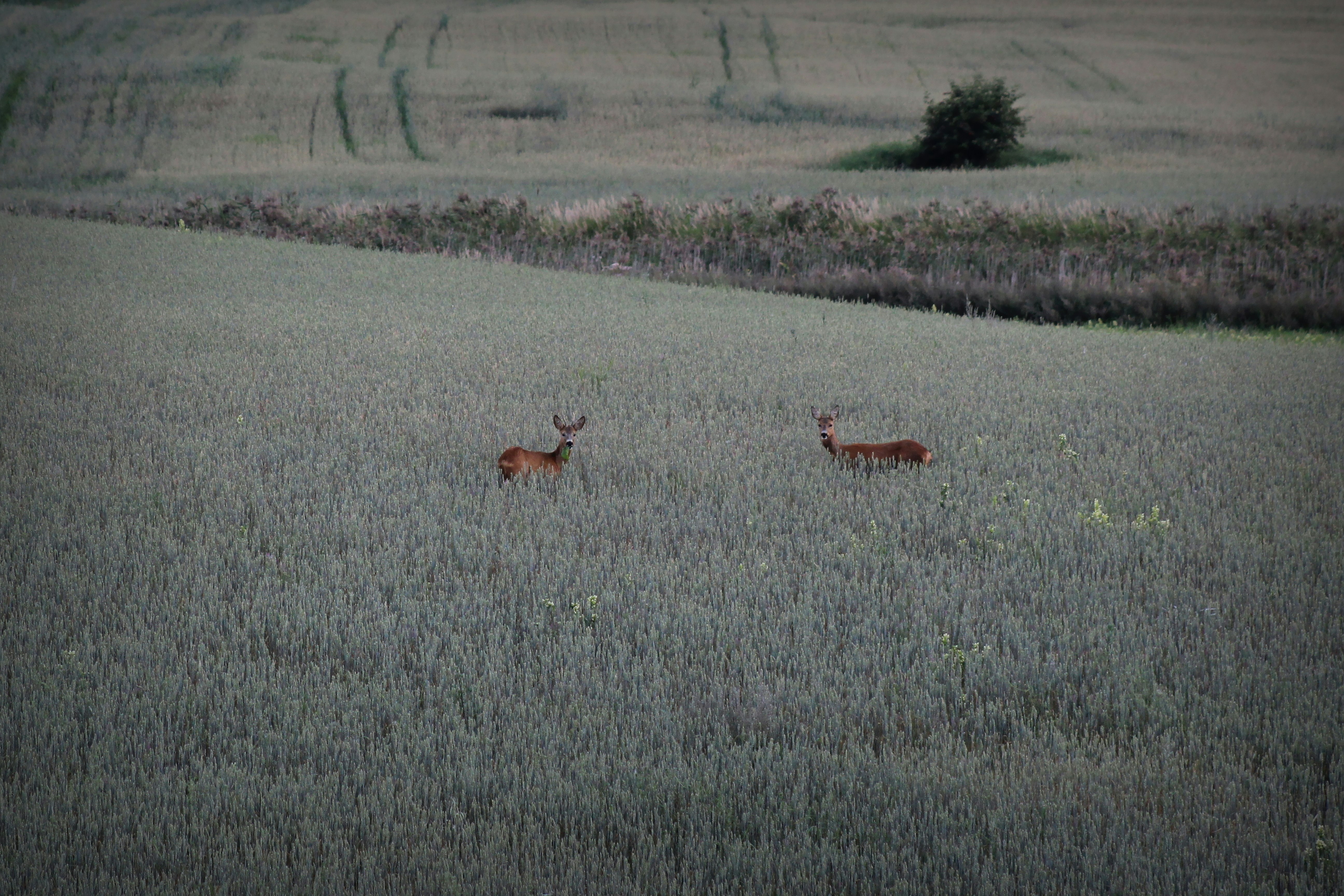 brown deer on green grass field during daytime