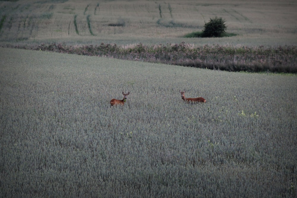 cervo bruno sul campo di erba verde durante il giorno