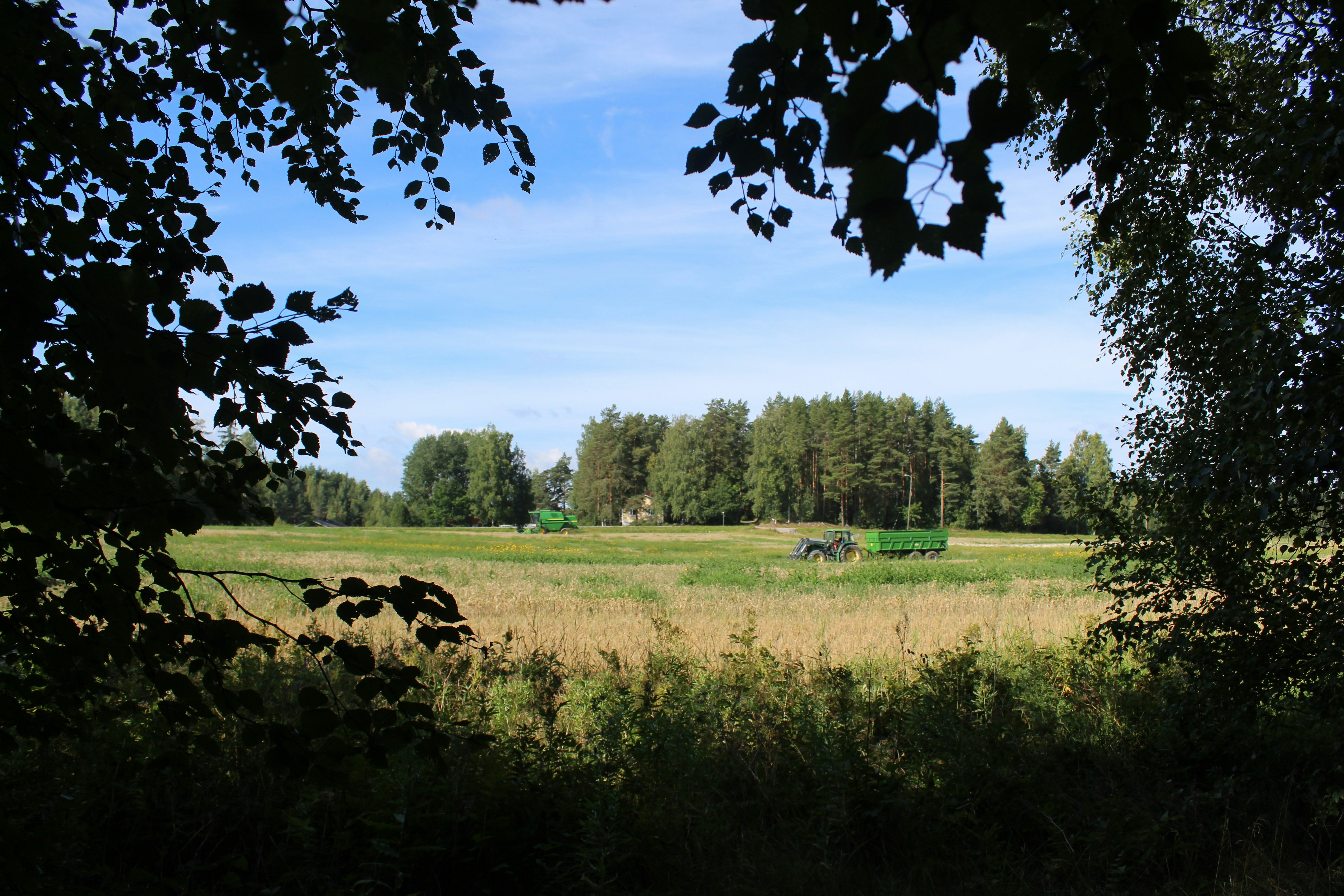 green grass field and trees under blue sky during daytime