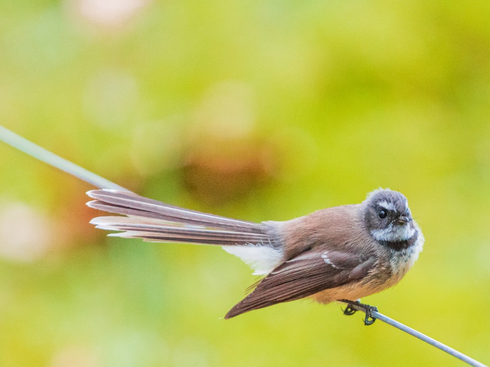 gray and white bird on brown tree branch during daytime