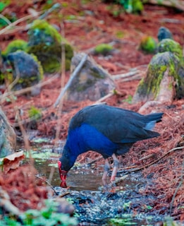 A Gouldian finch drinking water from a small natural pool in a sunlit forest.