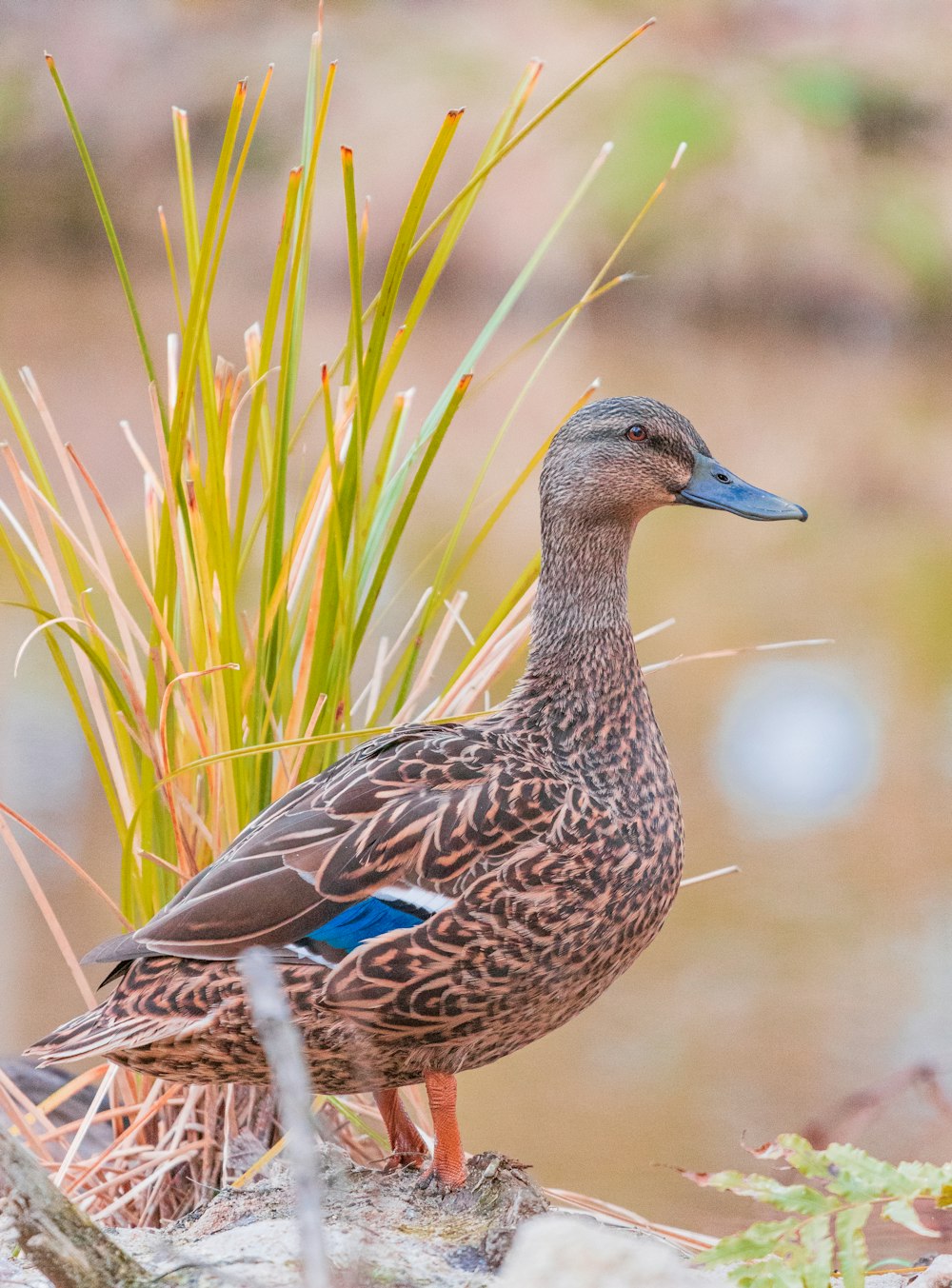 canard brun sur l’herbe verte pendant la journée