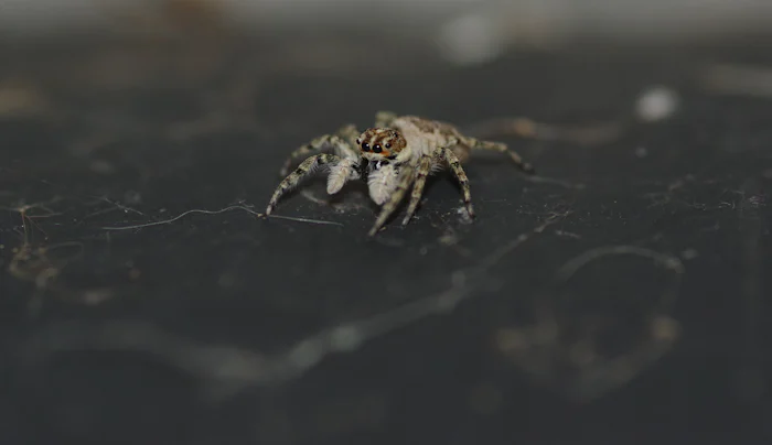 A brown and black spider on a dark surface