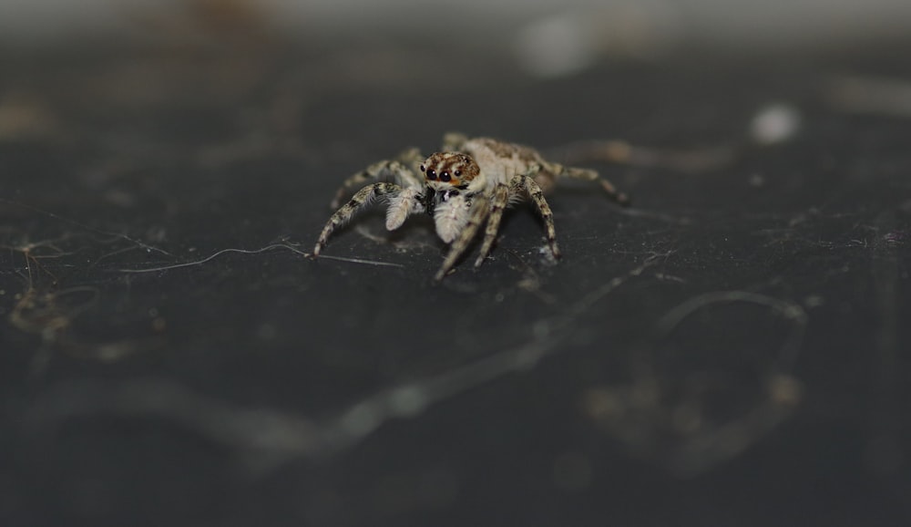 brown and black spider on web in close up photography