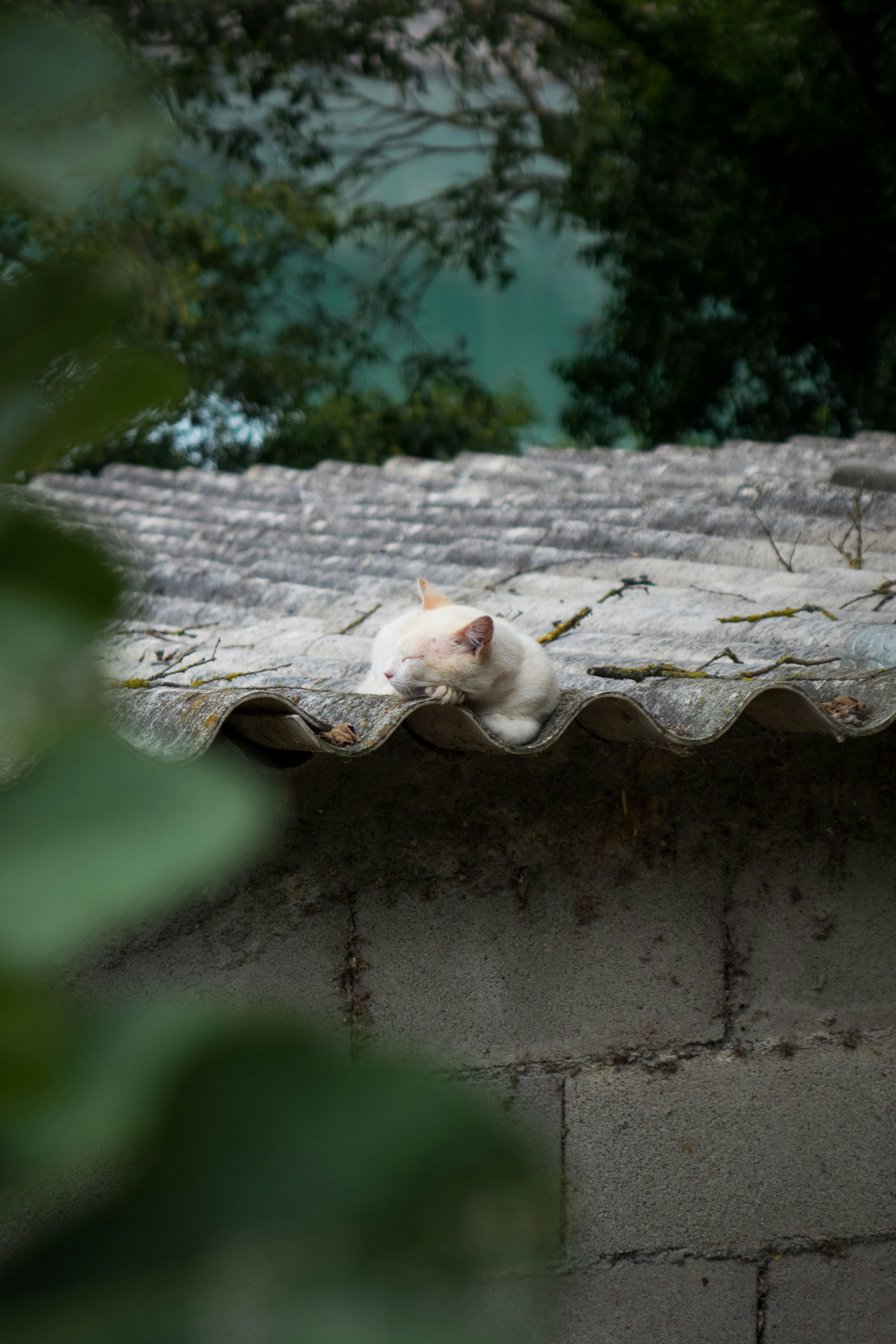 white and brown wood log