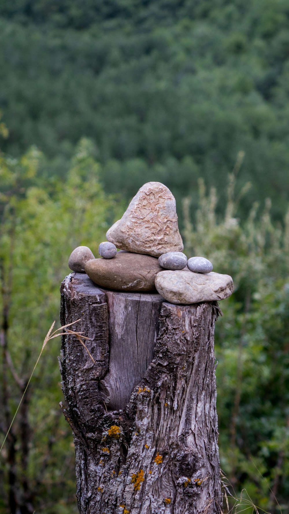 gray stone on brown wooden log