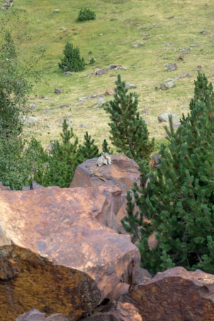 A landscape featuring a grassy hillside with scattered rocks and trees. Prominent in the foreground are large brown and tan boulders. A goat can be seen standing atop one of the rocks, blending with the natural environment.