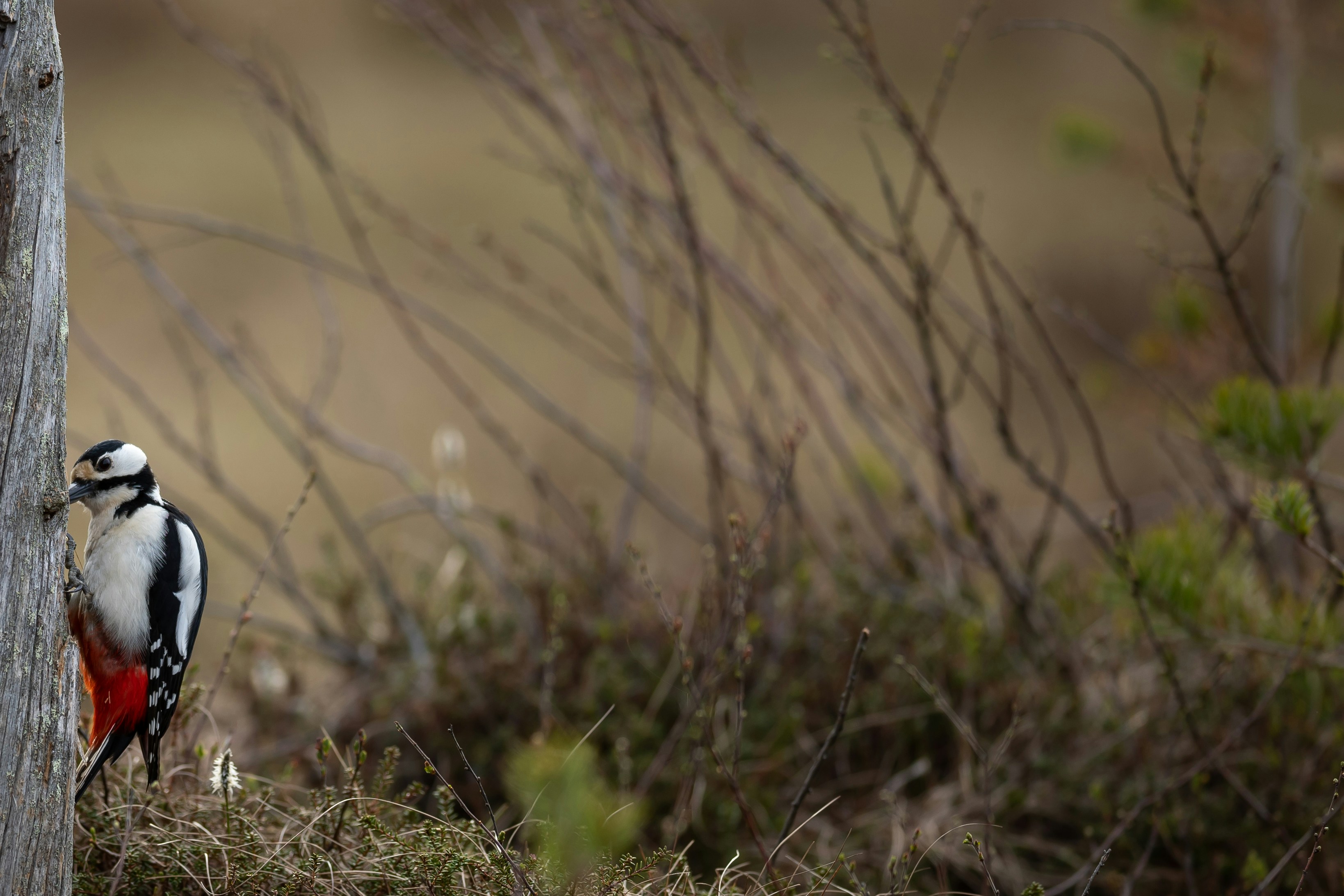 Photo by vincentvanzalinge