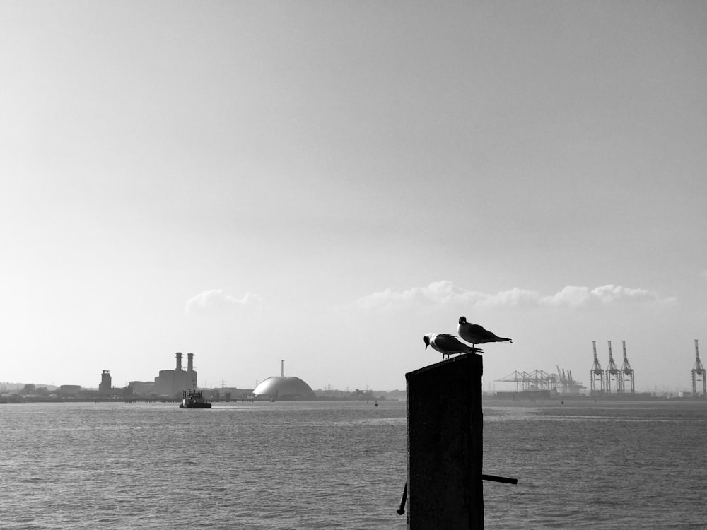 grayscale photo of bird on wooden post near body of water