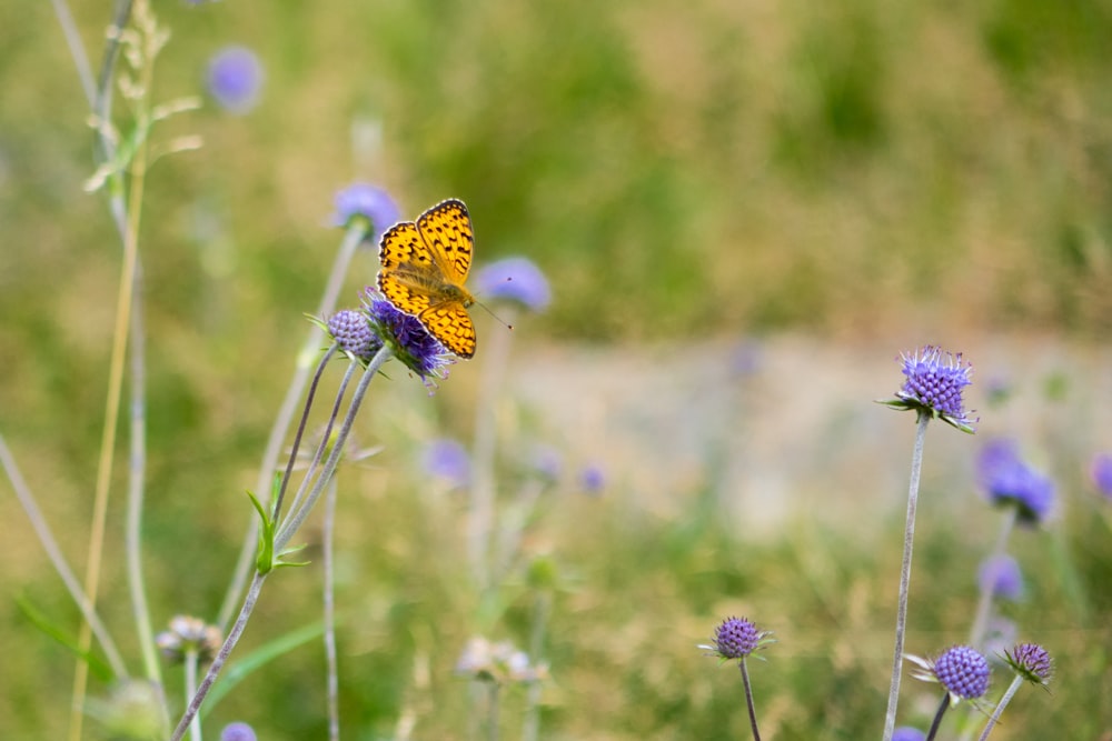 yellow and black butterfly perched on purple flower in close up photography during daytime
