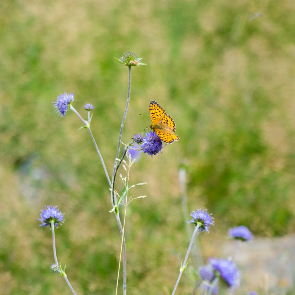 brown and black butterfly perched on purple flower in close up photography during daytime