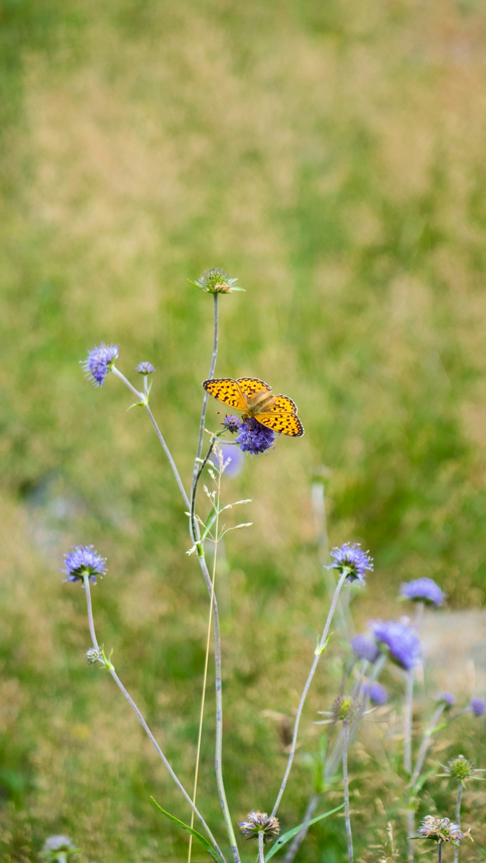 보라색 꽃에 앉은 노란색과 검은색 나비가 낮 동안 클로즈업 촬영을 합니다.
