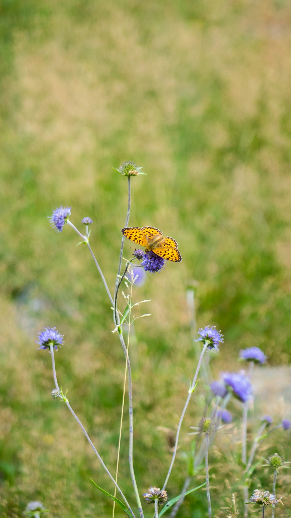 yellow and black butterfly perched on purple flower in close up photography during daytime