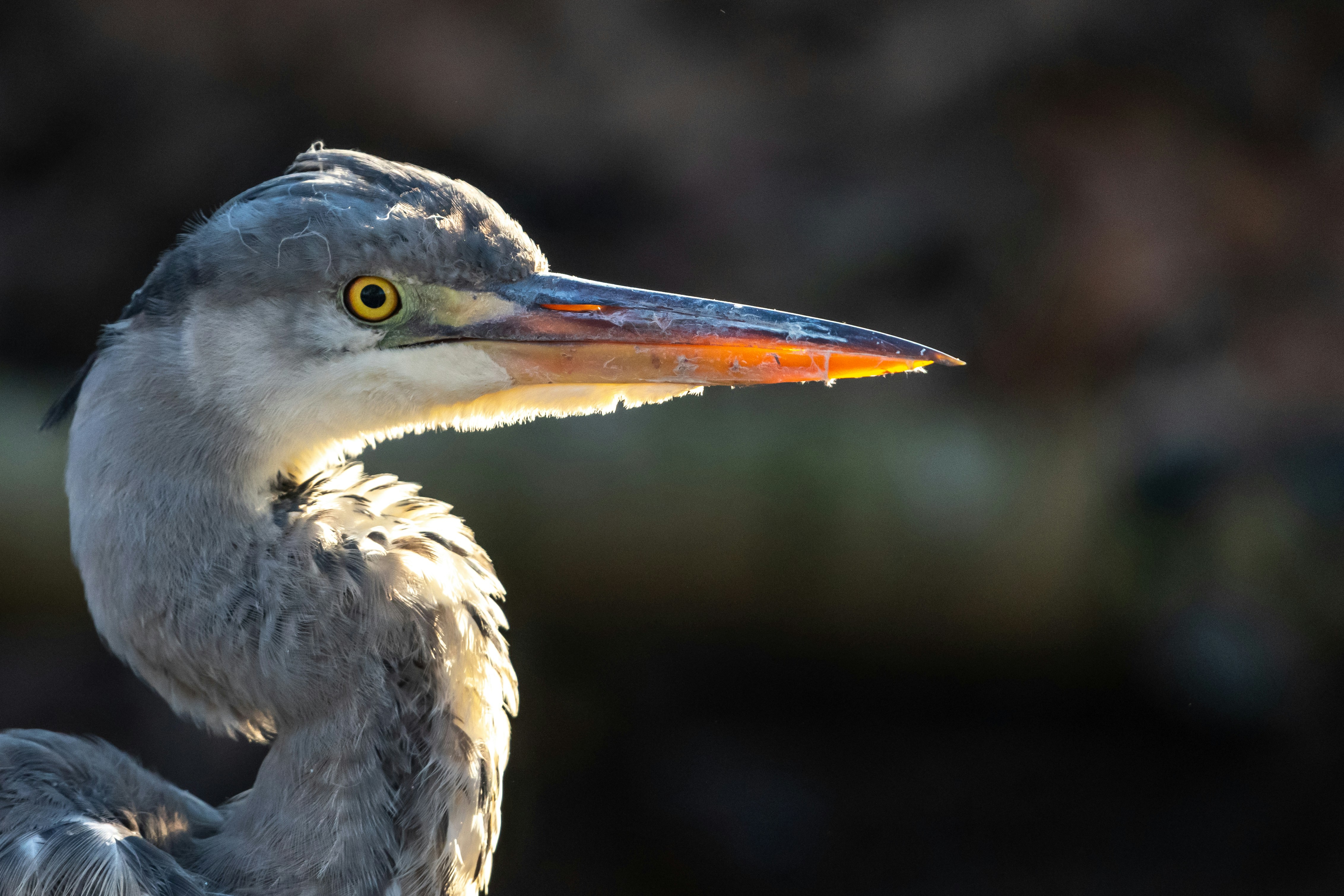 Photo by vincentvanzalinge