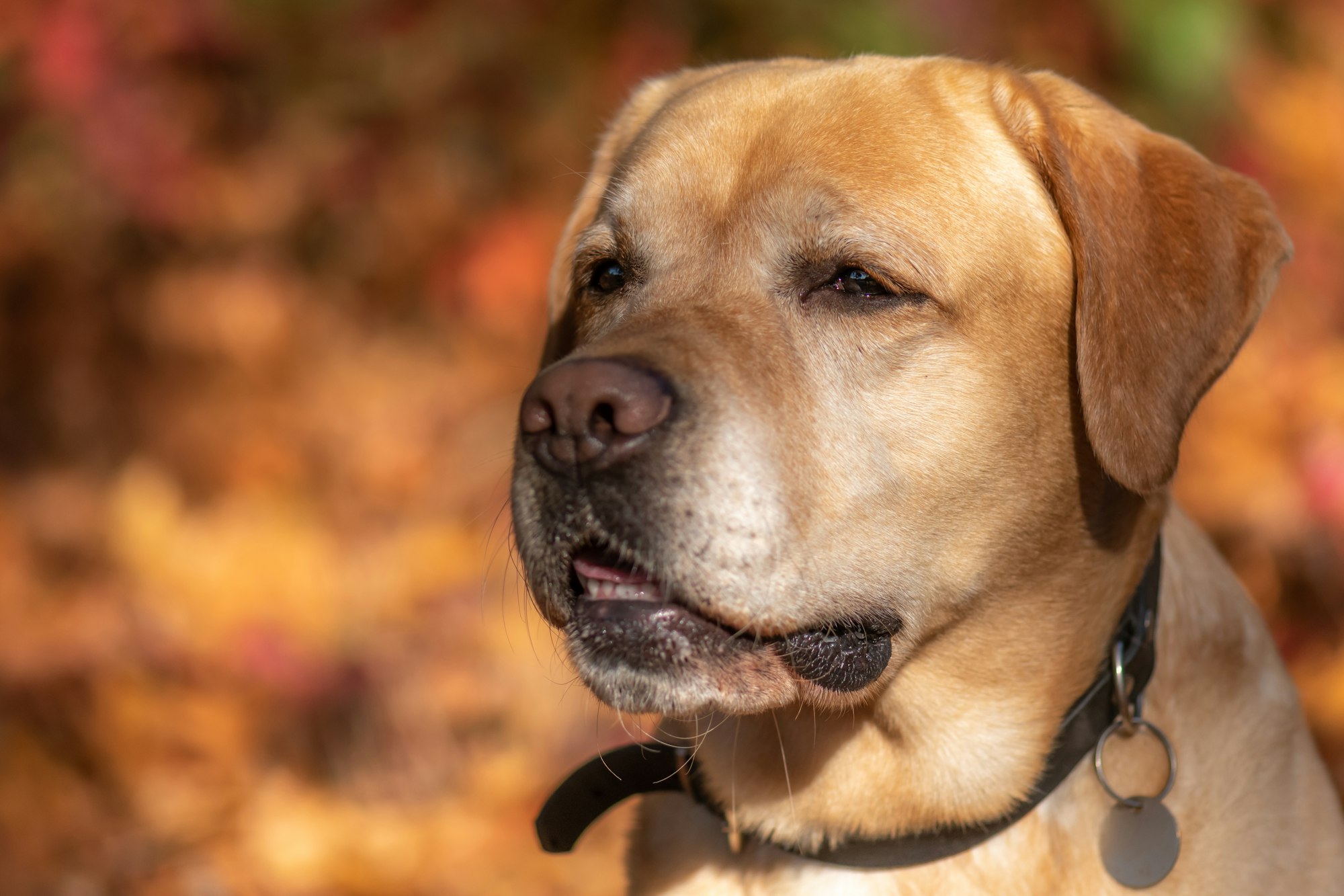 brown short coated Labrador Retrievers dog in tilt shift lens