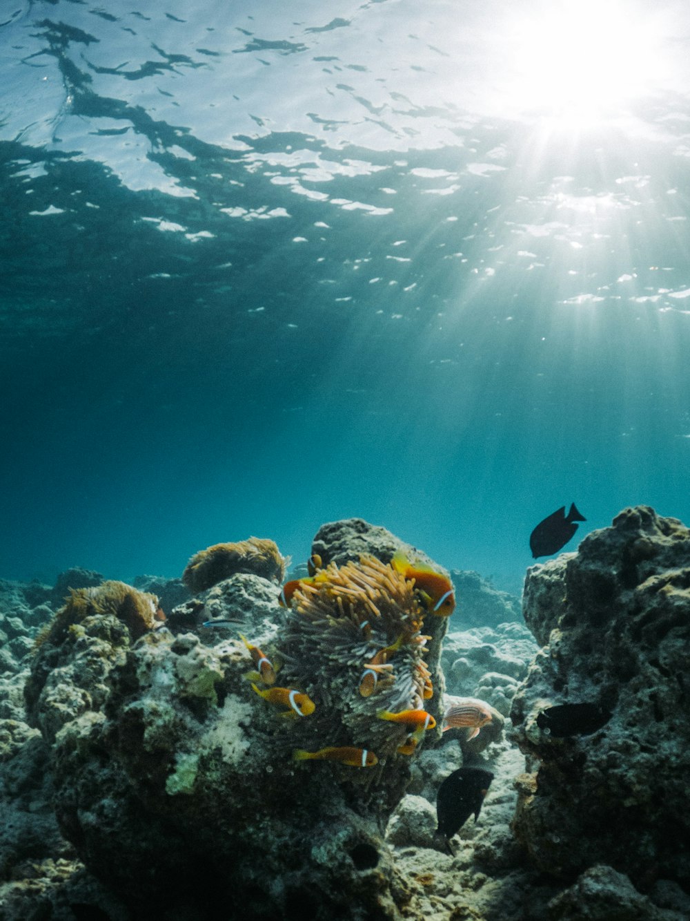 school of fish in water