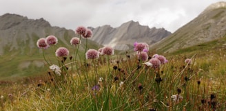 Wildflowers blooming on a green alpine meadow with distant mountain peaks.