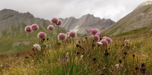 Wildflowers blooming on a green alpine meadow with distant mountain peaks.