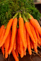 Rows of bright orange carrots freshly pulled from rich, dark soil.